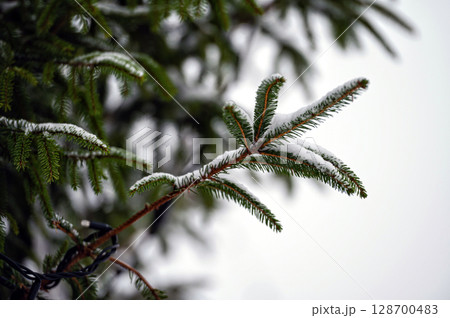 A snowy fir tree branch with copy space. Selective focus A snowy fir tree branch with copy space. Selective focus 128700483