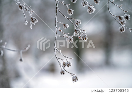 Snow on tree branches. Frost on tree branches. Nature weather closeup. Winter background. 128700546