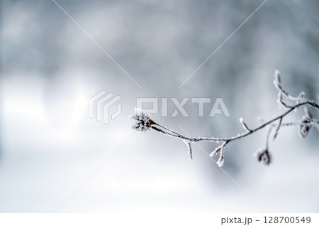 Snow on tree branches. Frost on tree branches. Nature weather closeup. Winter background. Snow on tree branches. Frost on tree branches. Nature weather closeup. Winter background. 128700549
