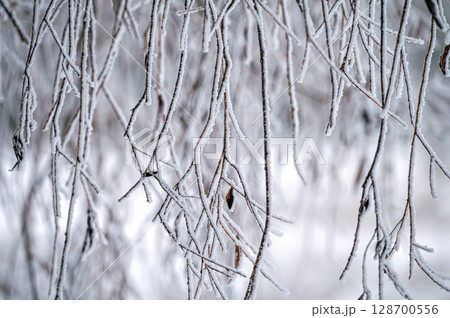 Snow on tree branches. Frost on tree branches. Nature weather closeup. Winter background. 128700556