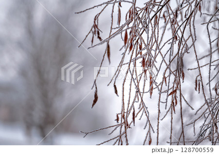 Snow on tree branches. Frost on tree branches. Nature weather closeup. Winter background. Snow on tree branches. Frost on tree branches. Nature weather closeup. Winter background. 128700559