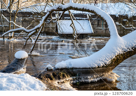 river with leaning snow-covered tree in winter at sunrise 128700620