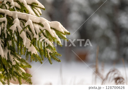 Snow-covered fir tree branches close up outdoors with selective focus. Snow-covered fir tree branches close up outdoors with selective focus. 128700626