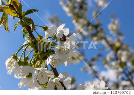 Selective focus of beautiful branches of cherry blossoms on the tree under blue sky, Beautiful Sakura flowers during spring season in the park, Floral pattern texture, Nature background 128700709