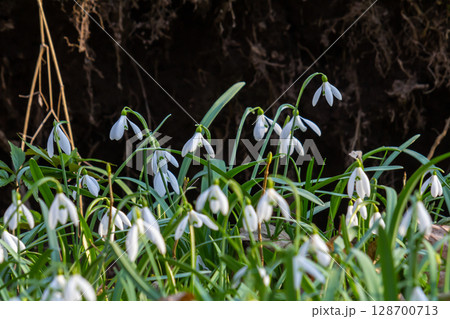 White snowdrop flowers. Galanthus blossoms illuminated by the sun in the green blurred background, early spring. Galanthus nivalis bulbous, perennial herbaceous plant in Amaryllidaceae family 128700713