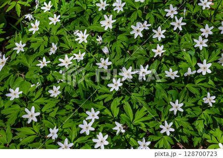 The many white wild flowers in spring forest. Blossom beauty, nature, natural. Sunny summer day, green grass in park. Anemonoides nemorosa 128700723