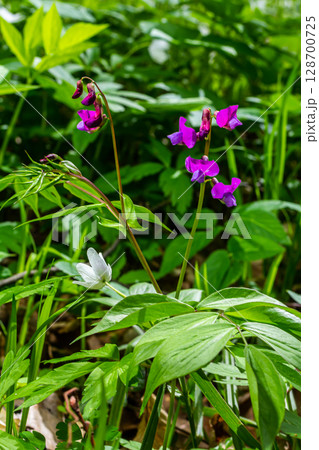 Lathyrus vernus in bloom, early spring vechling flower with blosoom and green leaves growing in forest, macro 128700725