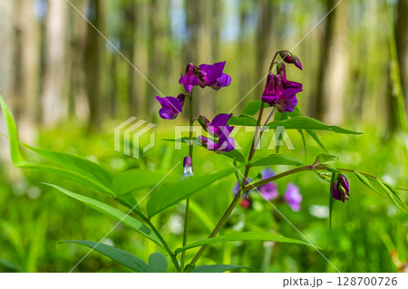 Flowers of spring vetchling Lathyrus vernus plant in wild nature. May 128700726