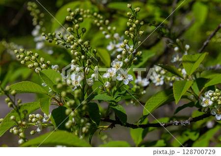 Selective focus photo. Bird cherry tree , Prunus padus blooming 128700729