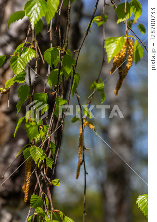 A birch branch with green leaves and earrings. Allergies due to spring blooms and pollen 128700733