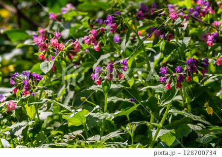 Vivid and bright pulmonaria flowers on green leaves background close up Vivid and bright pulmonaria flowers on green leaves background close up 128700734