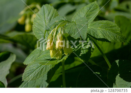 Flowering Symphytum tuberosum in the forest, spring-early summer, natural environment. Medicinal plant Flowering Symphytum tuberosum in the forest, spring-early summer, natural environment. Medicinal plant 128700735