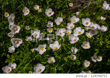 Anemonoides sylvestris Anemone sylvestris, known as snowdrop anemone or snowdrop windflower, is a perennial plant flowering in spring Anemonoides sylvestris Anemone sylvestris, known as snowdrop anemone or snowdrop windflower, is a perennial plant flowering in spring 128700751