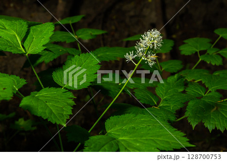 Eurasian baneberry with flower, Actaea spicata Eurasian baneberry with flower, Actaea spicata 128700753