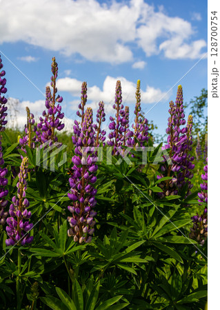 Lupinus, lupin, lupine field with pink purple and blue flowers 128700754