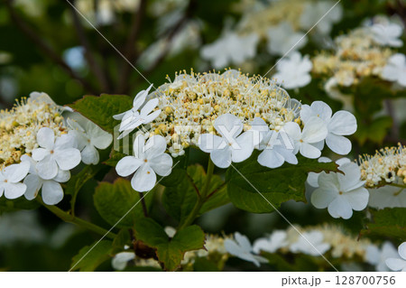 Viburnum flower in bloom. Beautiful macro shot of white flower clusters of ornamental plant Viburnum flower in bloom. Beautiful macro shot of white flower clusters of ornamental plant 128700756