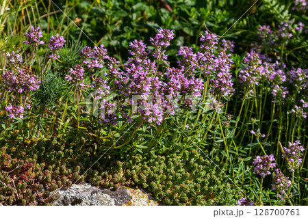Blossoming fragrant Thymus serpyllum, Breckland wild thyme, creeping thyme, or elfin thyme close-up, macro photo. Beautiful food and medicinal plant in the field in the sunny day 128700761