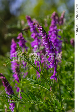 Vetch, vicia cracca valuable honey plant, fodder, and medicinal plant. Fragile purple flowers background. Woolly or Fodder Vetch blossom in spring garden 128700766
