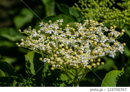 Flower buds and flowers of the Black Elder in spring, Sambucus nigra Flower buds and flowers of the Black Elder in spring, Sambucus nigra 128700767