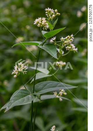 Vincetoxicum hirundinaria. Close up of white swallow wort.Vincetoxicum in the family Apocynaceae 128700776