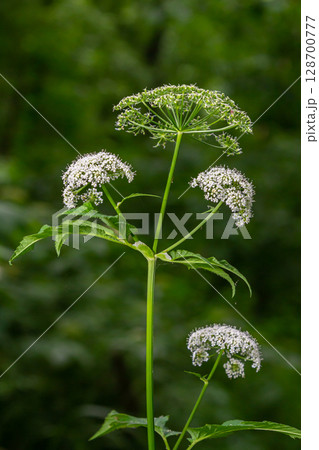 white inflorescence and green leaves of Aethusa cynapium plant 128700777