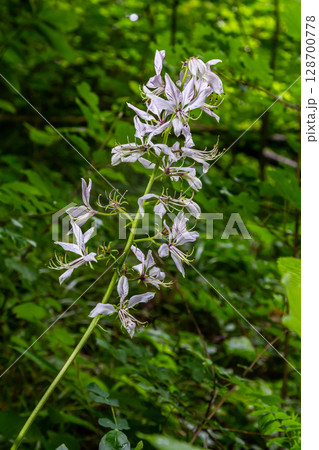 Detail on a beautiful Dictamnus albus in white and pink blooming 128700778