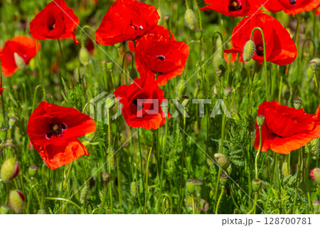 Papaver rhoeas or common poppy, red poppy is an annual herbaceous flowering plant in the poppy family, Papaveraceae, with red petals Papaver rhoeas or common poppy, red poppy is an annual herbaceous flowering plant in the poppy family, Papaveraceae, with red petals 128700781