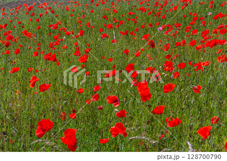 Papaver rhoeas or common poppy, red poppy is an annual herbaceous flowering plant in the poppy family, Papaveraceae, with red petals 128700790