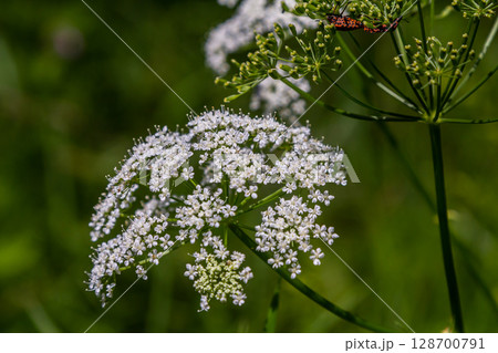 white inflorescence and green leaves of Aethusa cynapium plant 128700791