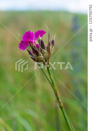 Dianthus carthusianorum, commonly known as Carthusian pink, is a species of the Caryophyllacea family - a wild flower of Europe 128700792