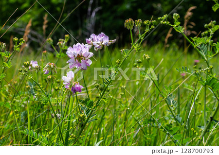 the flowers of Securigera varia - crownvetch, purple crown vetch 128700793