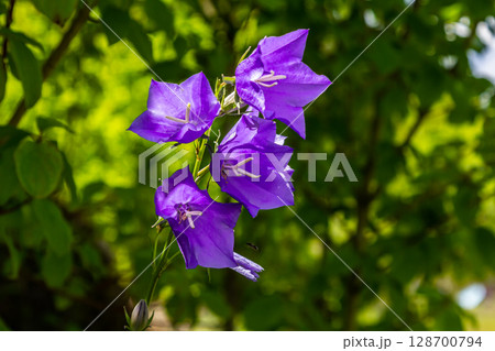 Photo of Campanula latifolia flower, broad-leaved bellflower, urple, botany forest meadow, spring flowering plant forest, nature macro photo 128700794