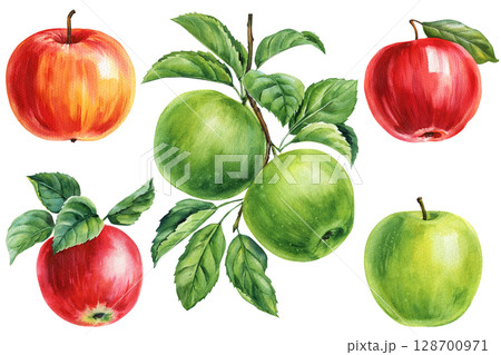 Watercolor apple clipart set with red and green apples with leaves hand painted botanical fruit collection isolated on white Watercolor apple clipart set with red and green apples with leaves hand painted botanical fruit collection isolated on white 128700971