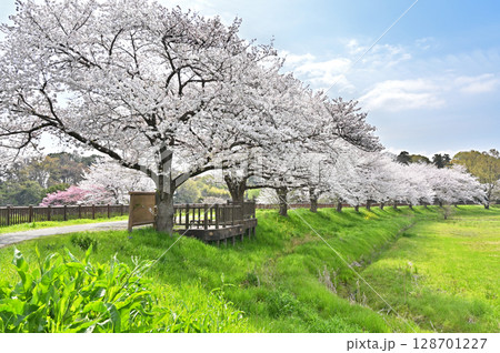 見沼田圃・桜回廊　南部領辻 128701227