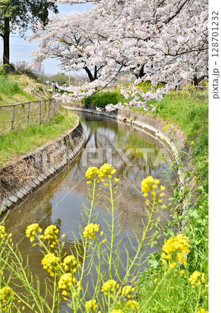 見沼田圃・見沼代用水西縁と桜回廊 見沼田圃・見沼代用水西縁と桜回廊 128701232