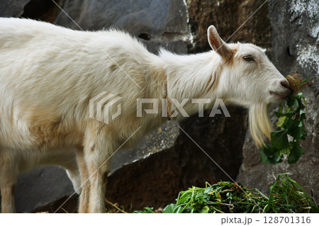 草を食べるヤギ_02 128701316