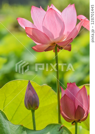 夏の風景 蓮の花 夏の風景 蓮の花 128701445
