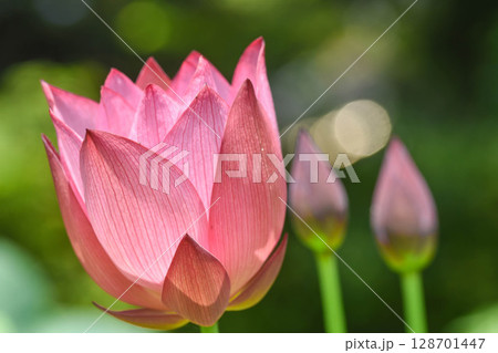 夏の風景　蓮の花 128701447