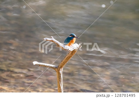【野鳥】枝に止まるカワセミ 【野鳥】枝に止まるカワセミ 128701495