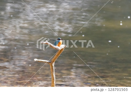【野鳥】枝に止まるカワセミ 【野鳥】枝に止まるカワセミ 128701503
