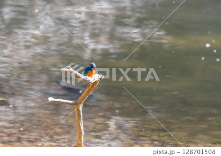 【野鳥】枝に止まるカワセミ 【野鳥】枝に止まるカワセミ 128701508