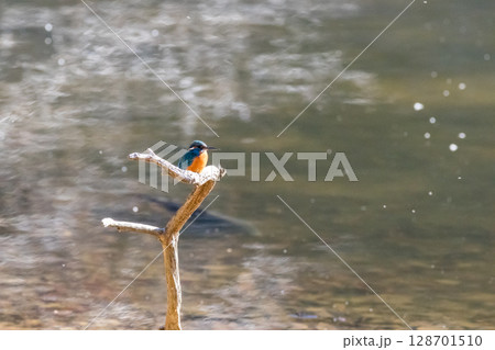 【野鳥】枝に止まるカワセミ 【野鳥】枝に止まるカワセミ 128701510
