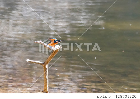 【野鳥】飛び出そうとするカワセミ 128701520