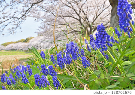 見沼田圃・桜回廊とムスカリの群生 見沼田圃・桜回廊とムスカリの群生 128701676