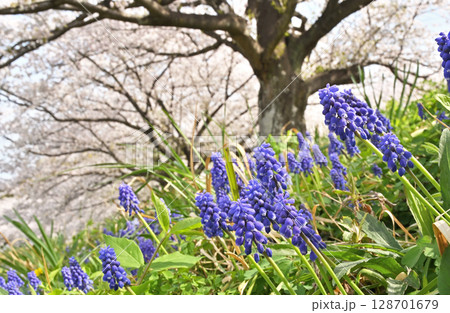 見沼田圃・桜回廊とムスカリの群生 見沼田圃・桜回廊とムスカリの群生 128701679