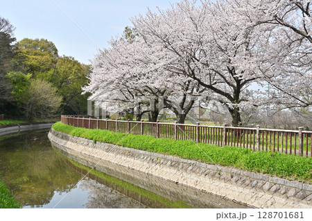 見沼田圃・見沼代用水東縁　桜回廊 128701681