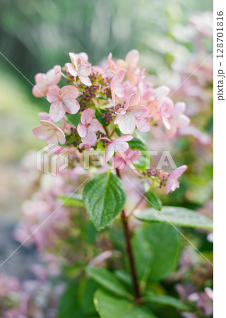 Pink and red flowers of hydrangea Wim's Red Pink and red flowers of hydrangea Wim's Red 128701816