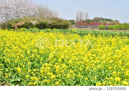 見沼田圃・菜の花咲く耕作地 宮後にて 見沼田圃・菜の花咲く耕作地 宮後にて 128702088