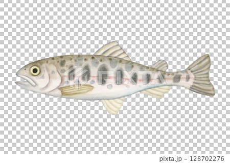 Stream fishing, river fishing, fishing, fish, yamame trout, watercolor illustration 128702276