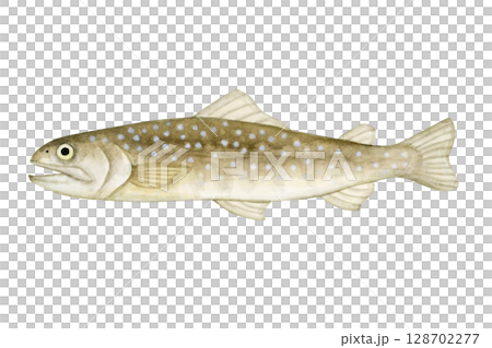 渓流釣り 川釣り 魚釣り 魚 イワナ 水彩 イラスト 渓流釣り 川釣り 魚釣り 魚 イワナ 水彩 イラスト 128702277